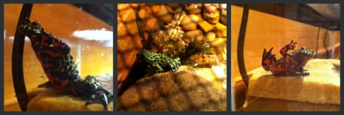 Red Belly Toad, Family Pet, Pet Frog