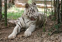 Exploring Fort Worth for History and Wildlife