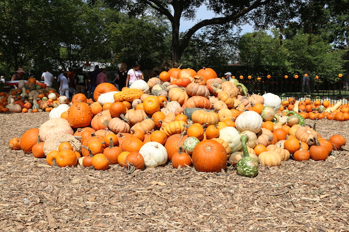 Pumpkin Patch at Dallas Arboretum