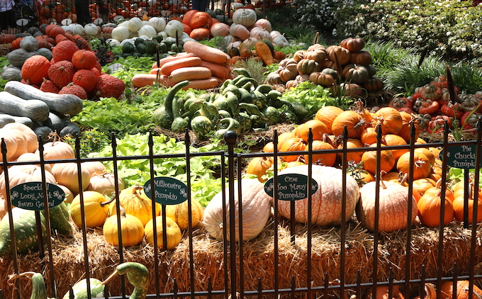 Types of pumpkins