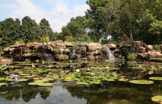Pond at Dallas Arboretum