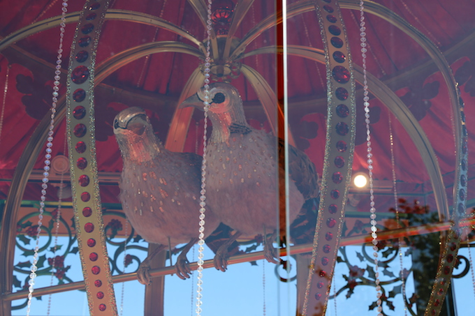 Doves