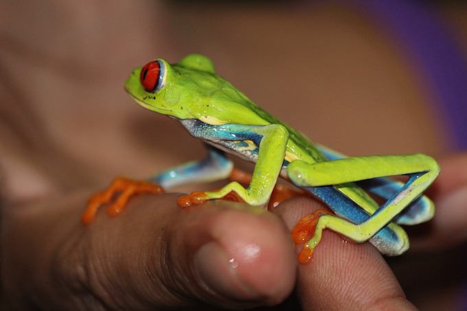 How to Keep the Kids Entertained on a Family Vacation in Costa Rica