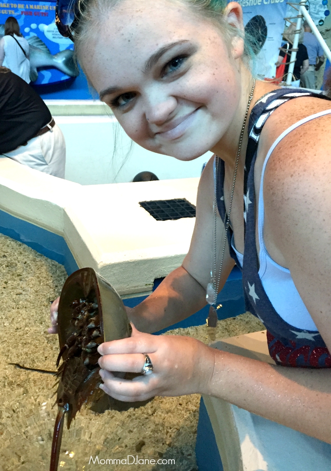 horseshoe crab