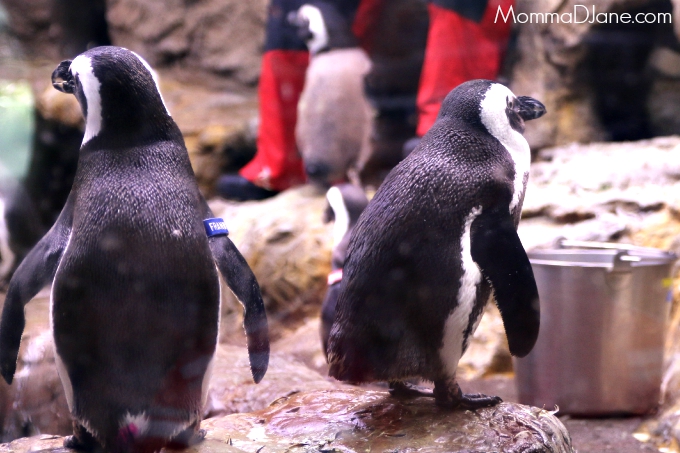 penguins