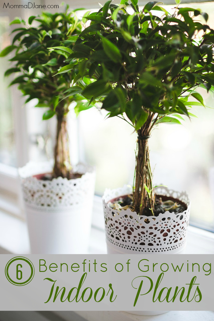 6 Benefits of Growing Indoor Plants