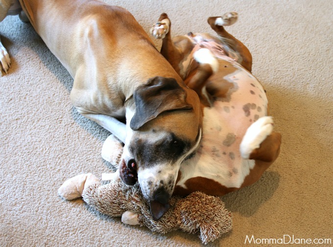 Cooper and Nicki wrestling