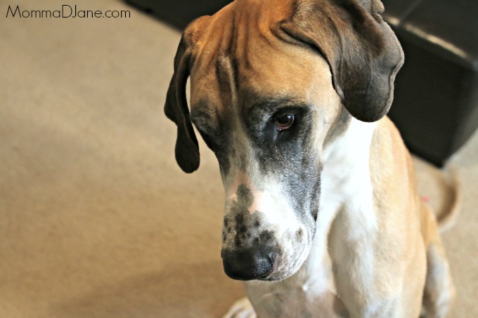 How To Be A Great Pet Parent