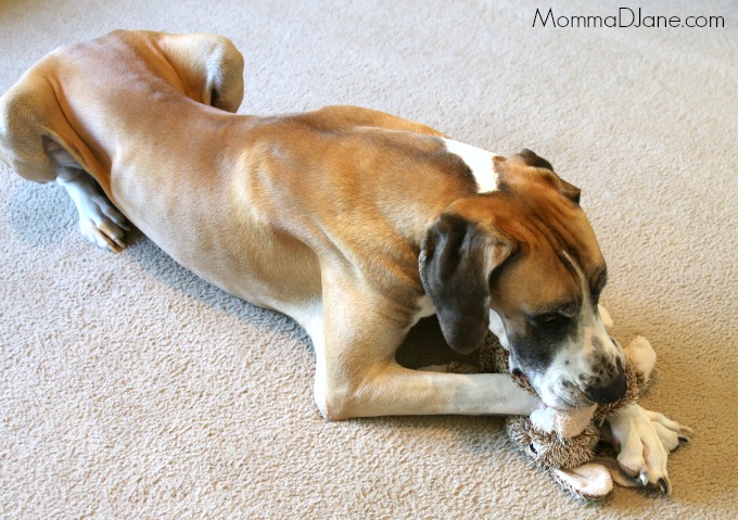 Cooper with Toy