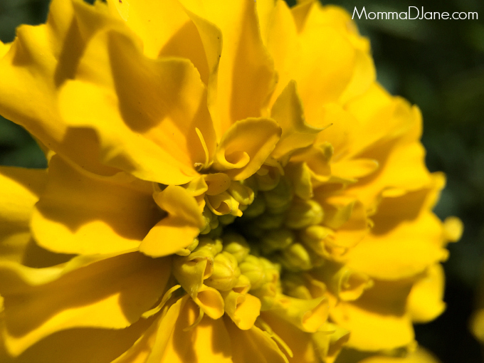 Large Yellow Flower Macro iPhone Lens