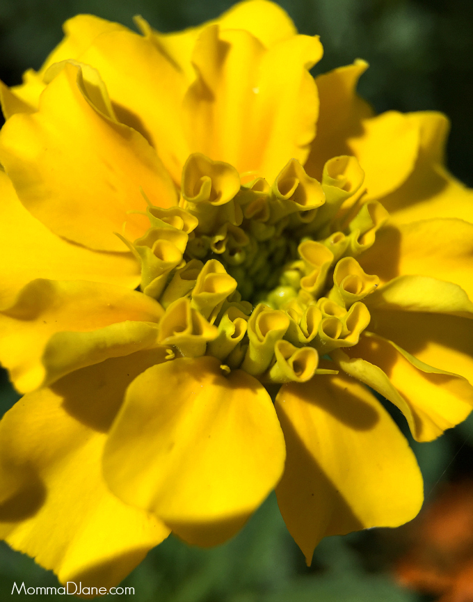 Macro Photo with iPhone Lens