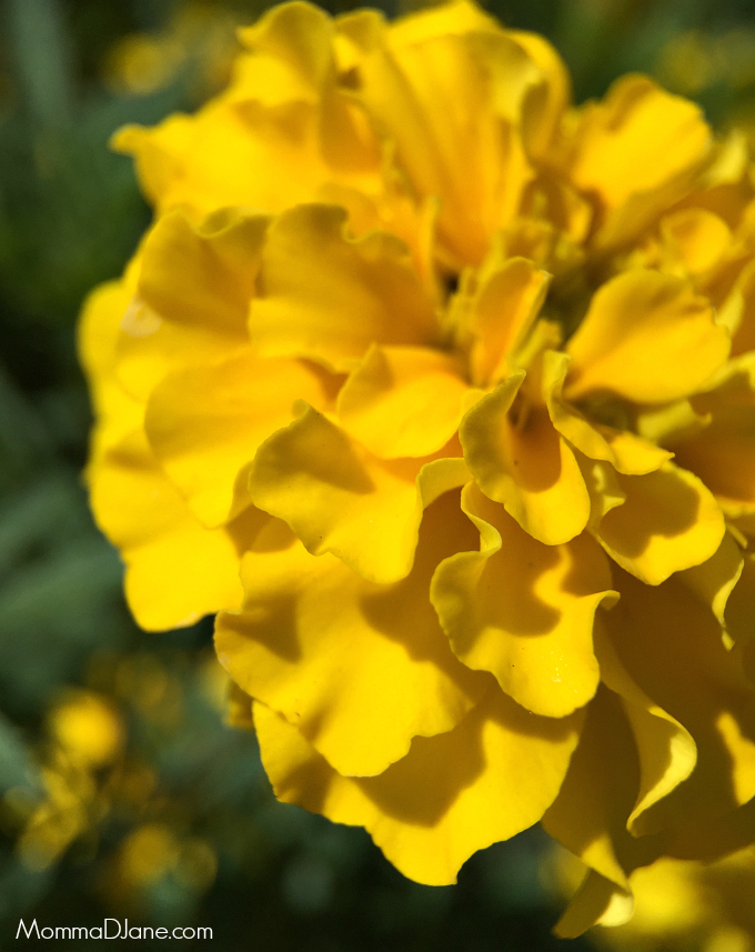 Macro Yellow Flower