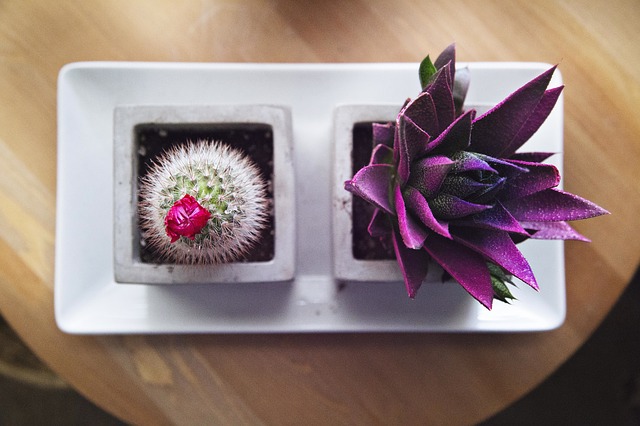 6 Benefits of Growing Indoor Plants