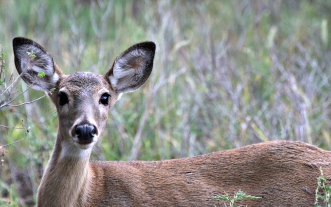 up-close-deer-photo