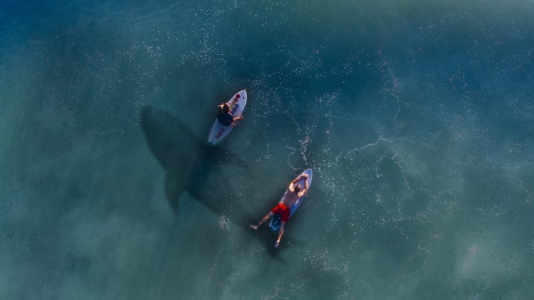 Top 5 Best Shark Movies of All Time Revealed