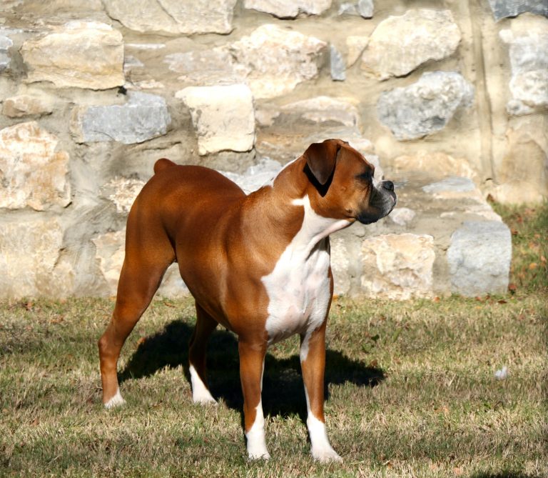 The Importance of Pet Dietary Health