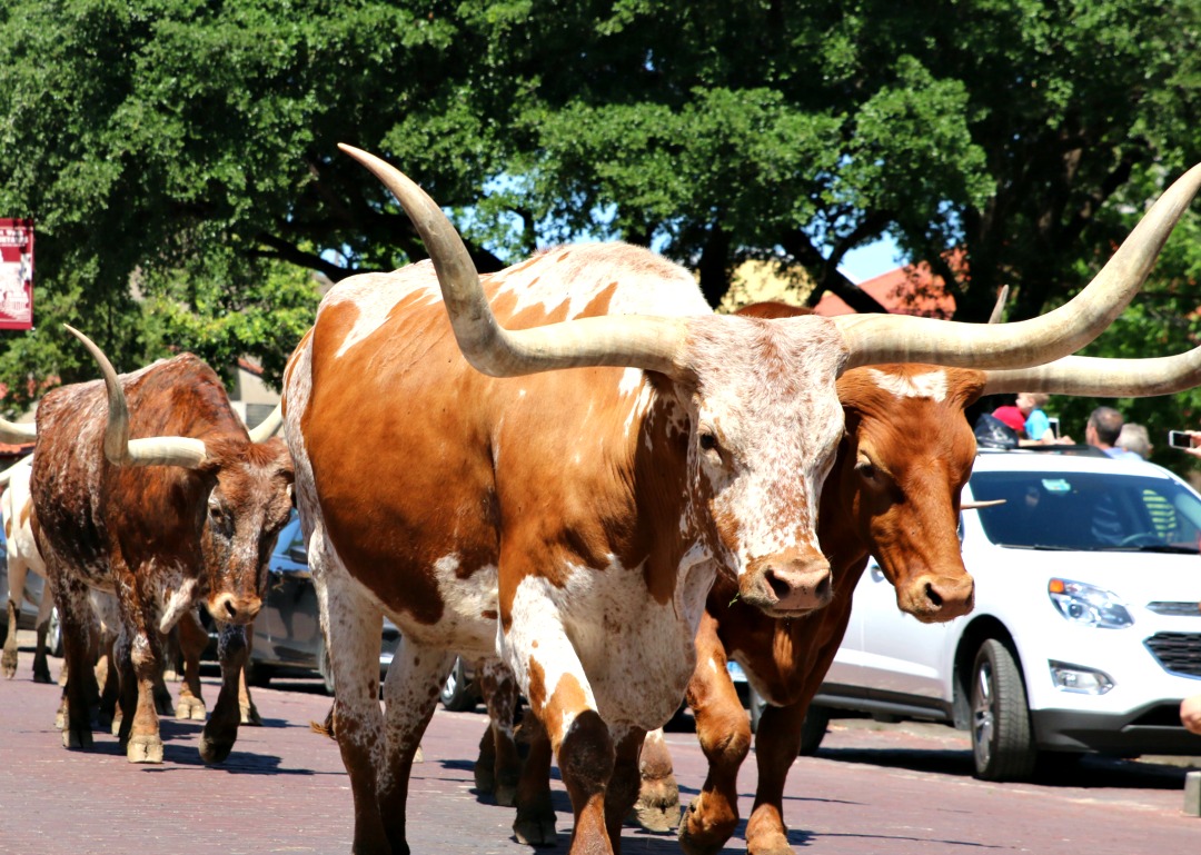 stockyards cattle drive