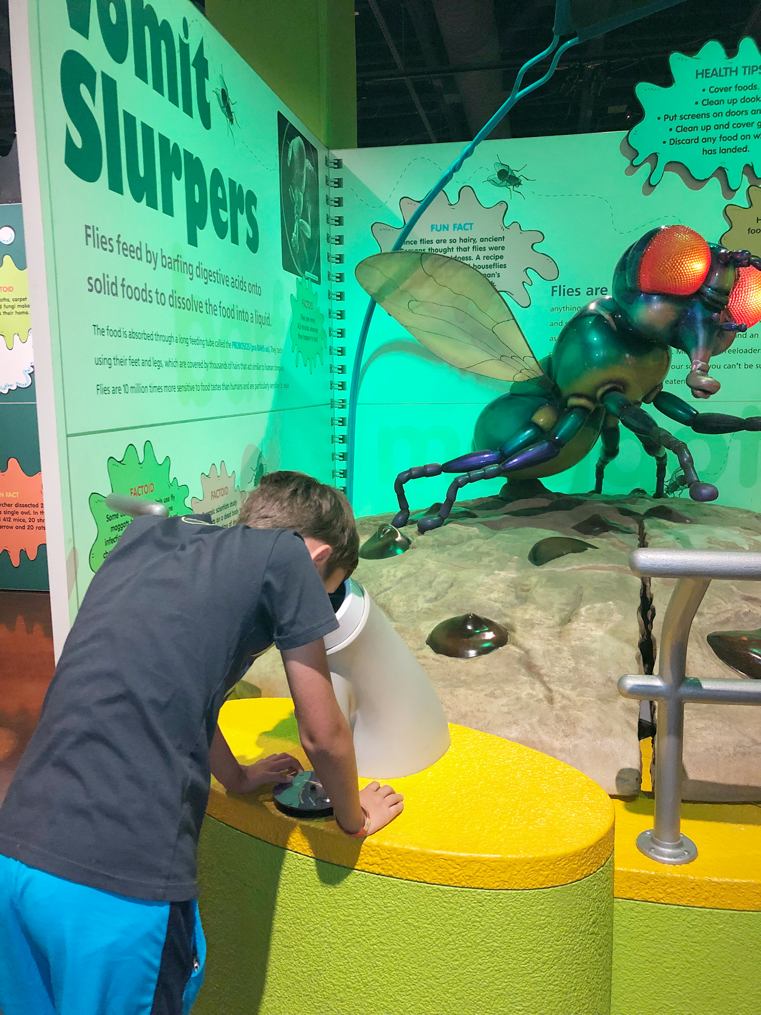 examine parts of a fly