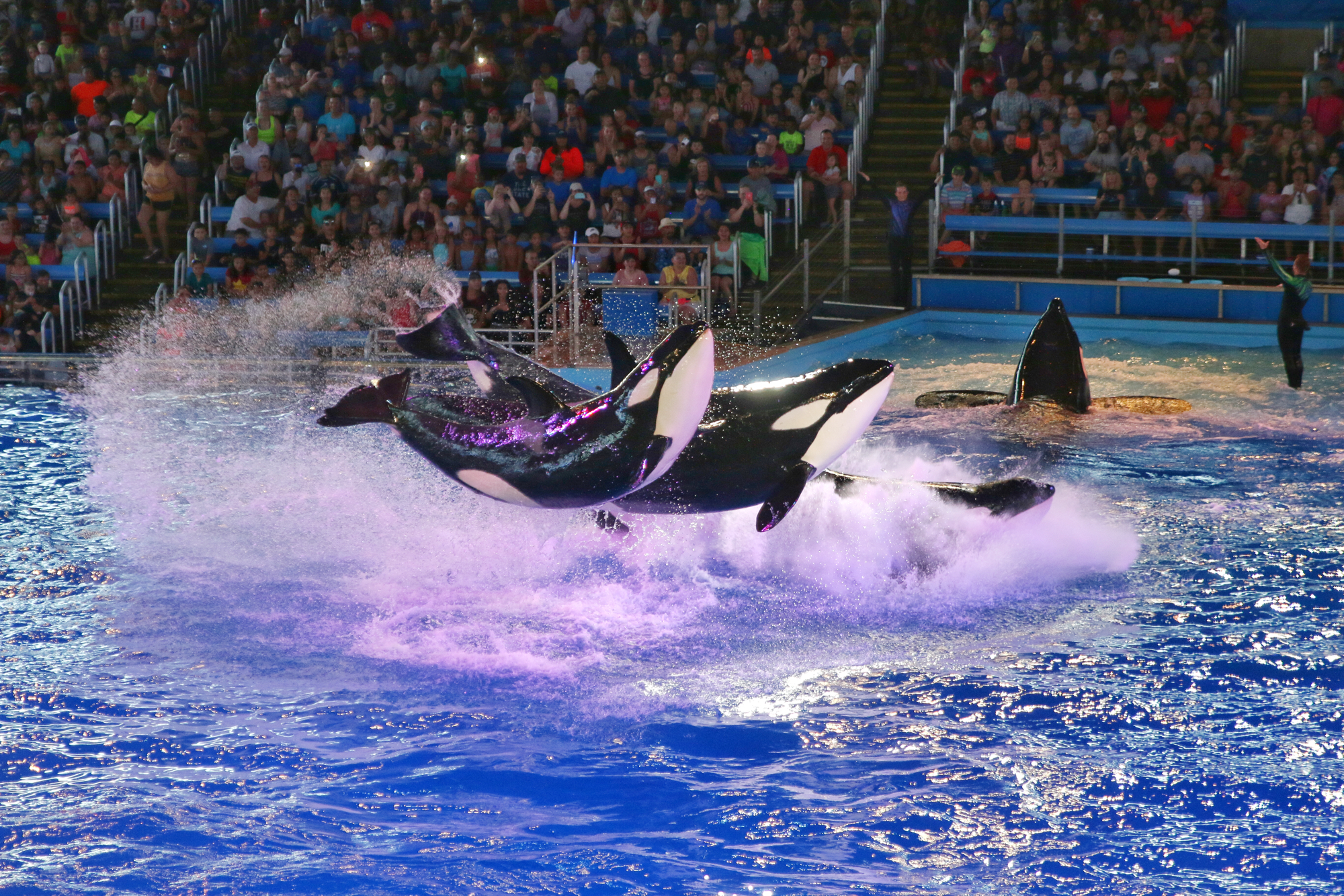Shamu jumping out of water at SeaWorld