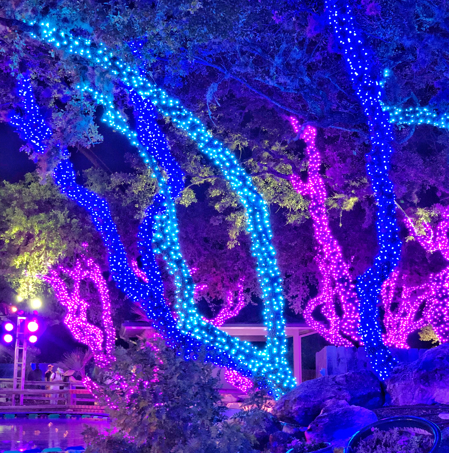 Neon Lights on Trees at SeaWorld