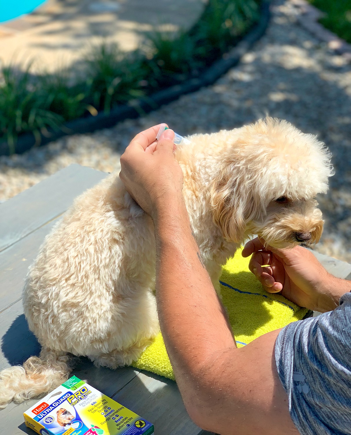 providing flea and tick protection