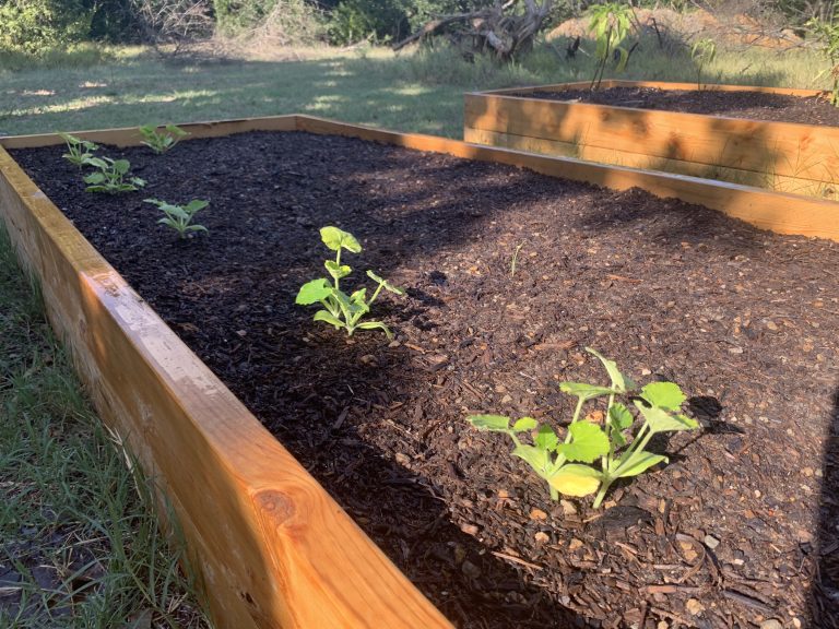 How to Make the Most Out of a Small Garden