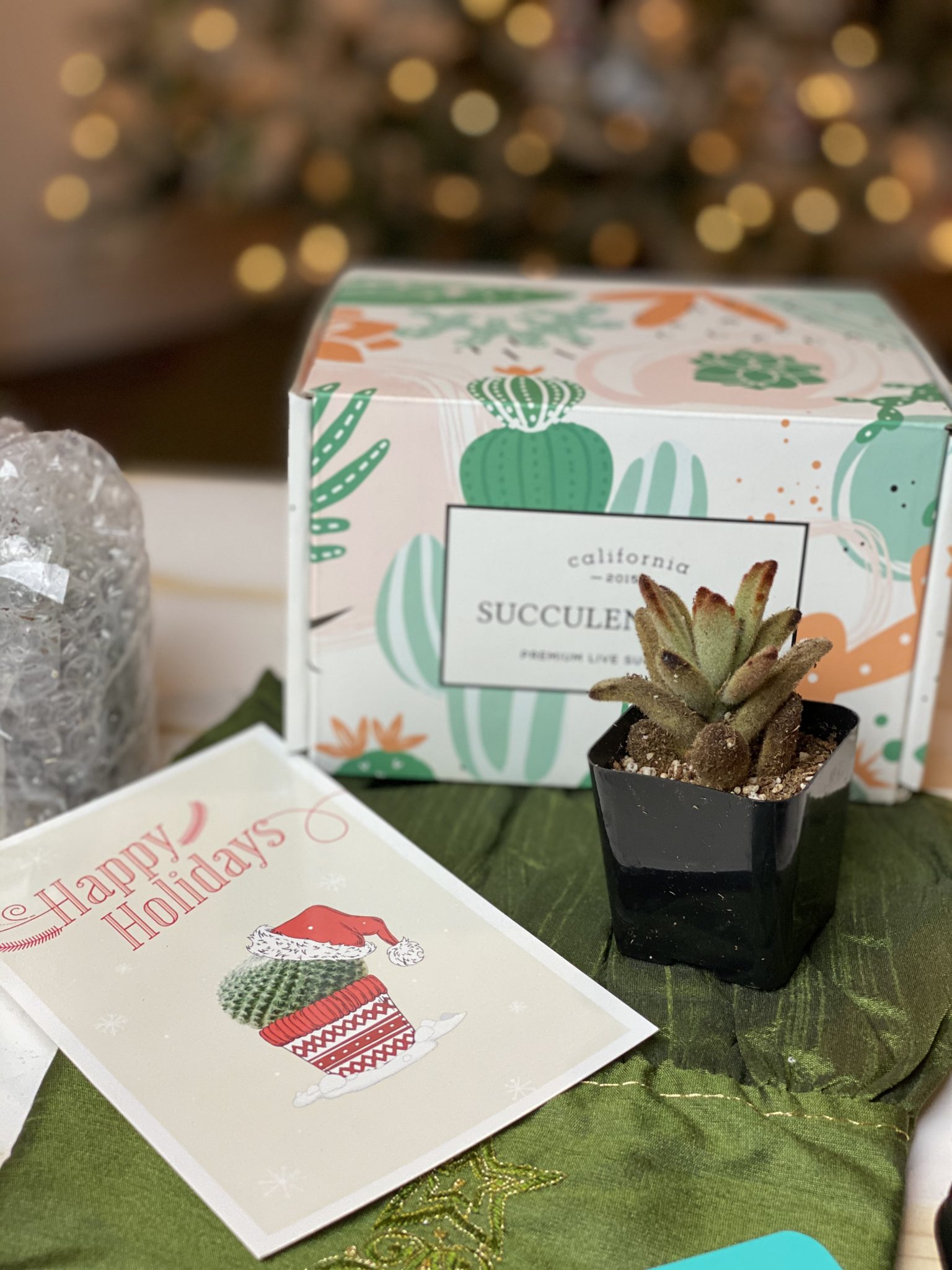 Succulents Subscription Box