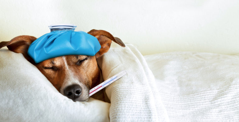 8 Health Concerns Which Can Affect Your Dog