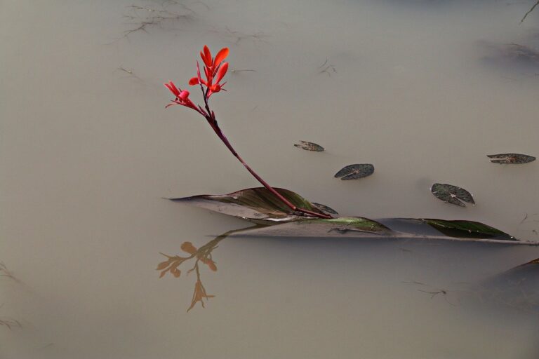 Emotional Distress: Things to Consider When Dealing with Loss