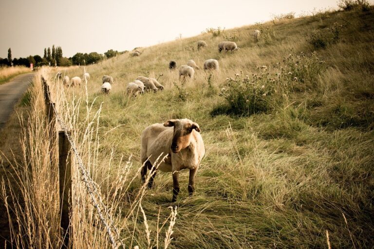 A Brief Guide to Agricultural Fencing