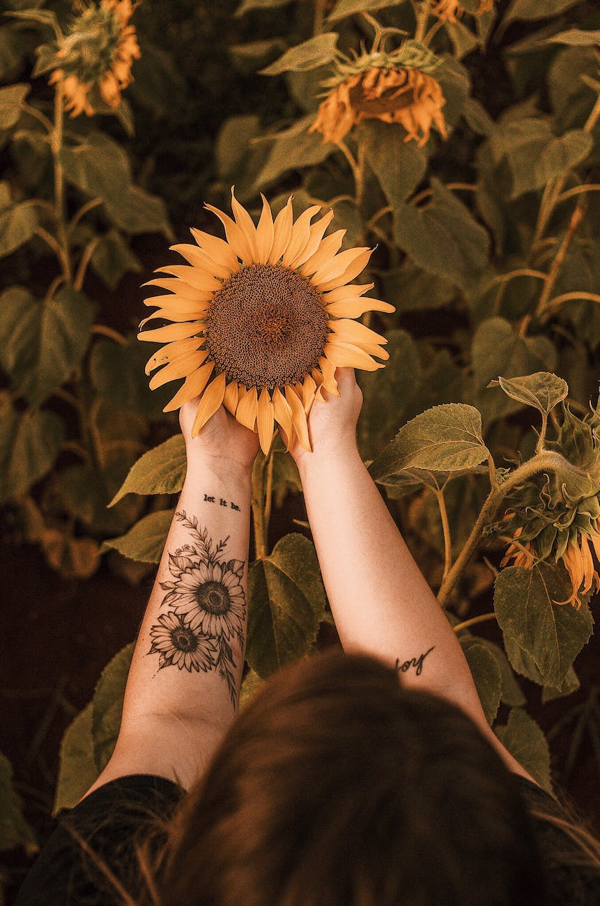 person holding sunflower